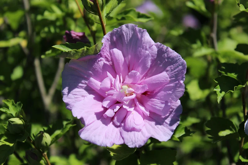 Hibiscus ‘Lavender Chiffon’ ( Hibiscus syriacus ‘Lavender Chiffon’)