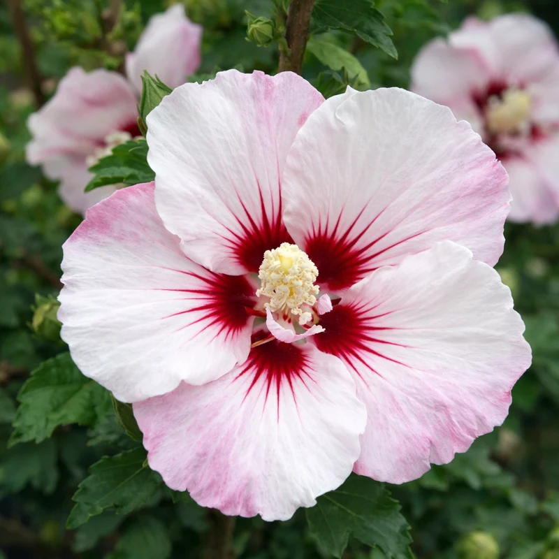 Hibiscus ‘Fiji’ ( Hibiscus syriacus ‘Fiji’)