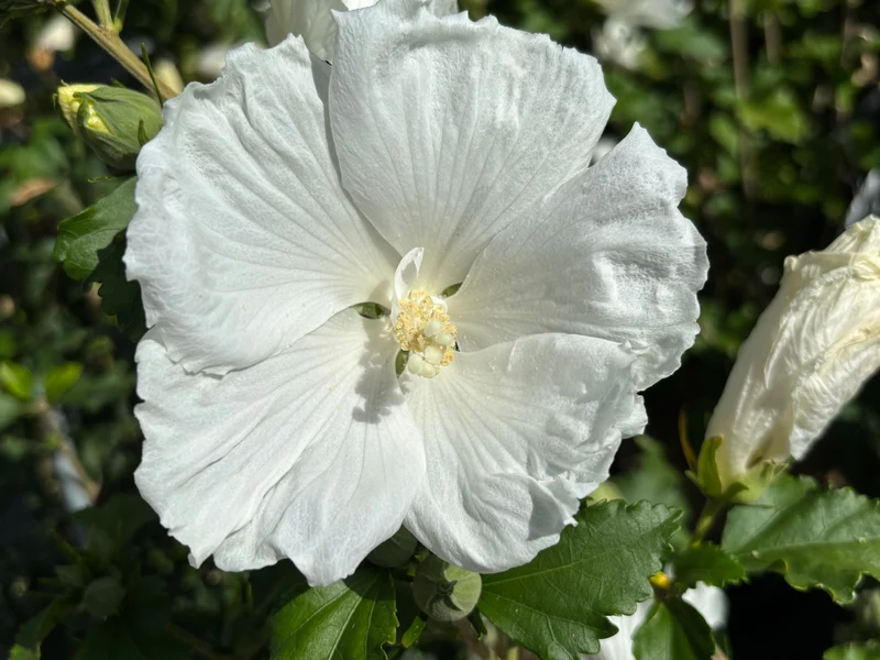 Hibiscus ‘Diana’ ( Hibiscus syriacus ‘Diana’)