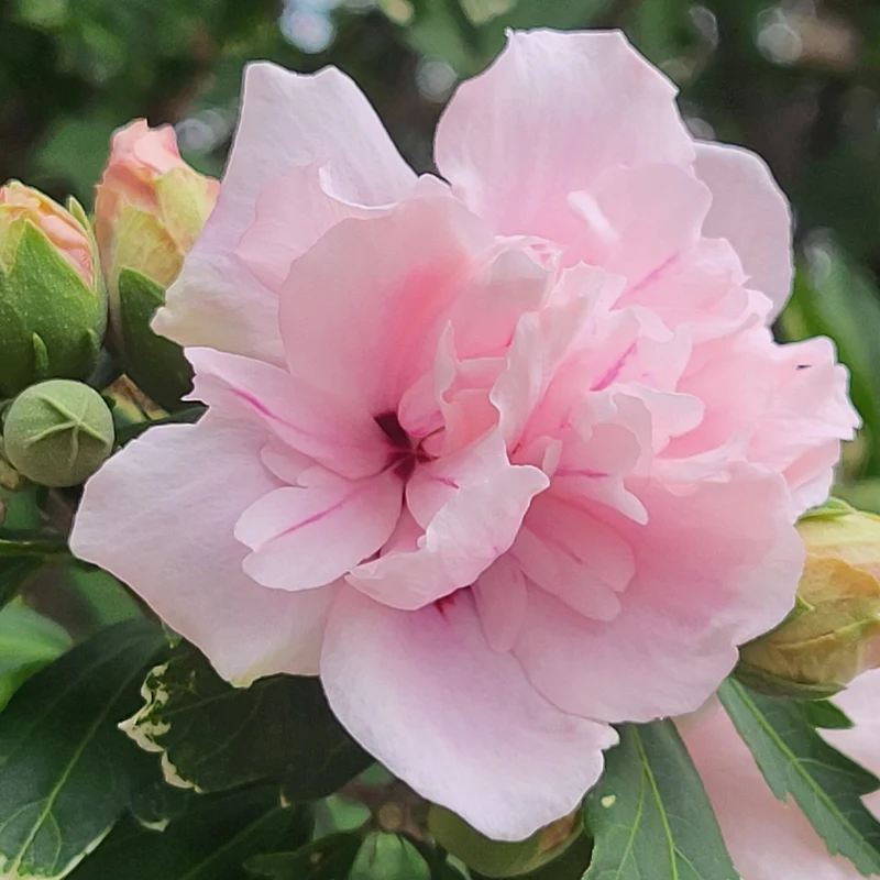 Hibiscus ‘Blushing Bride’ ( Hibiscus syriacus ‘Blushing Bride’)