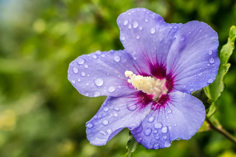 Hibiscus ‘Blue Satin’ ( Hibiscus syriacus ‘Blue Satin’)