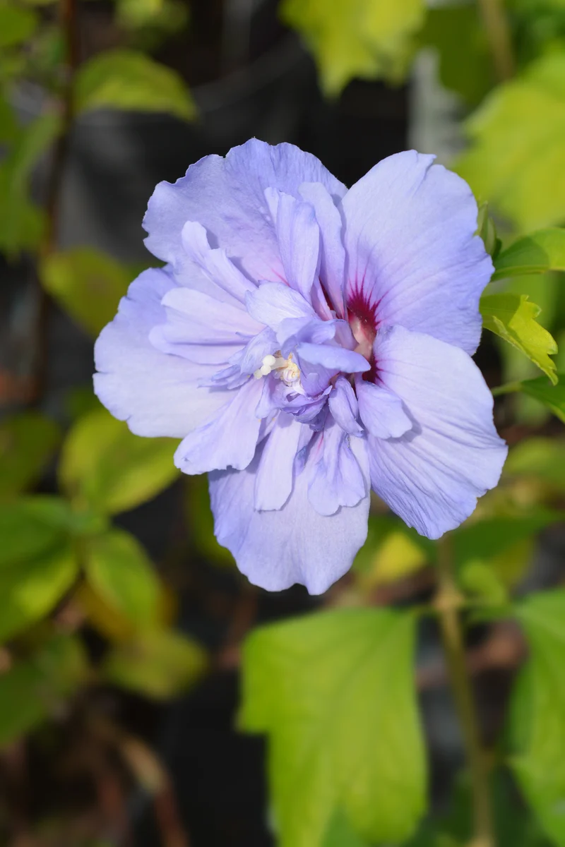 Hibiscus ‘Blue Chiffon’ ( Hibiscus syriacus ‘Blue Chiffon’)