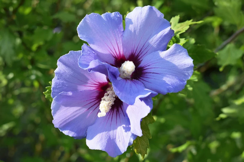 Hibiscus ‘Blue Bird’ ( Hibiscus syriacus ‘Blue Bird’)