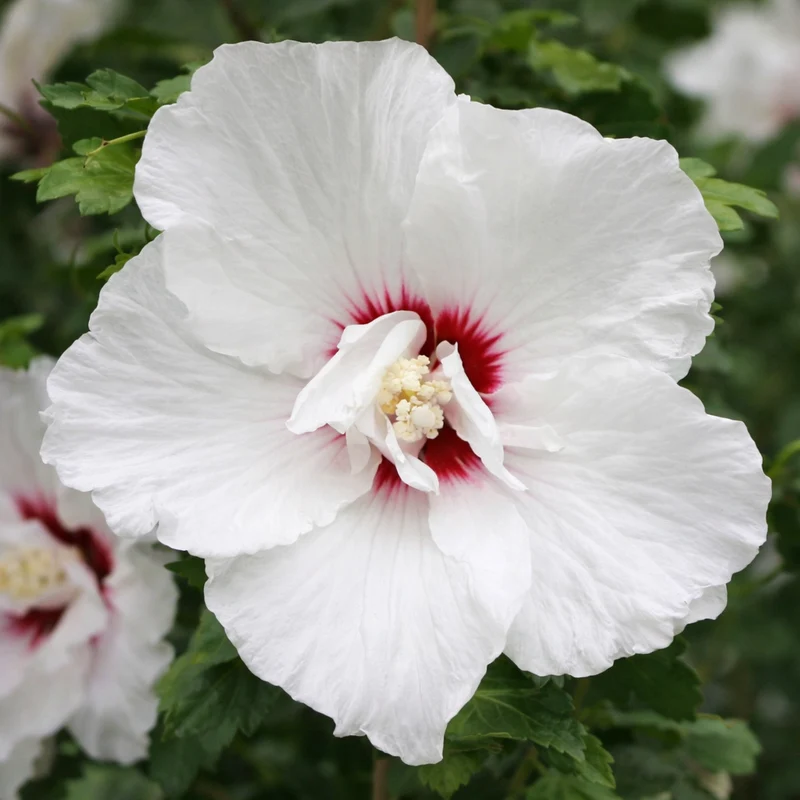 Hibiscus ‘Bali’ ( Hibiscus syriacus ‘Bali’)