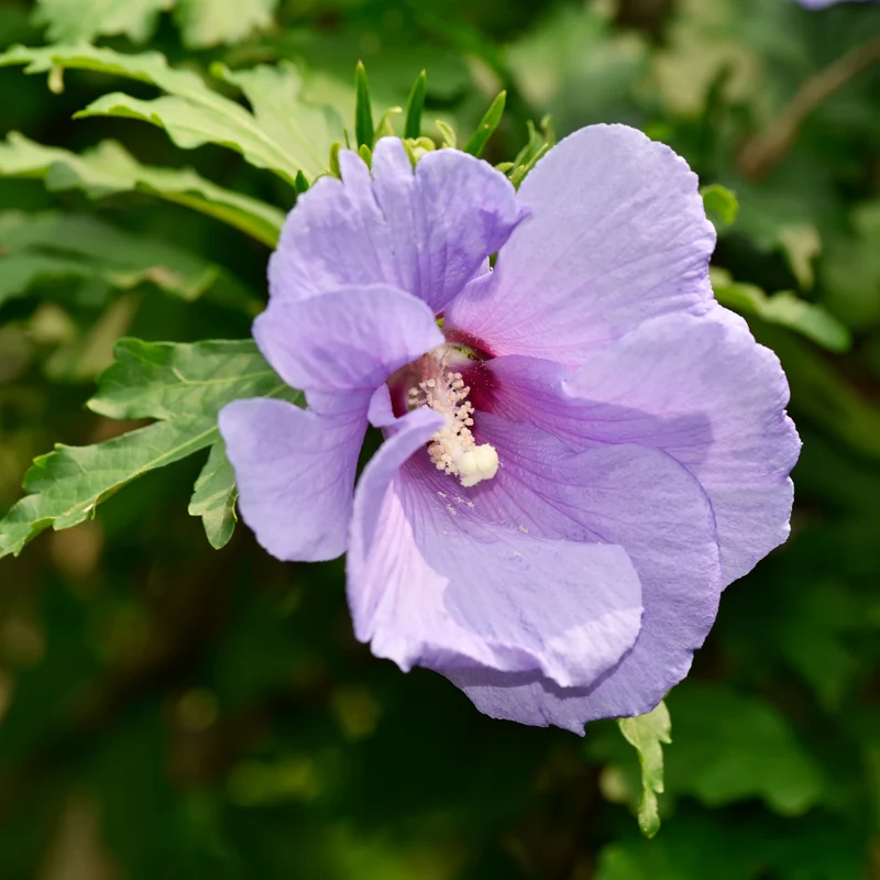 Hibiscus ‘Azurri Blue Satin’ ( Hibiscus syriacus ‘Azurri Blue Satin’)