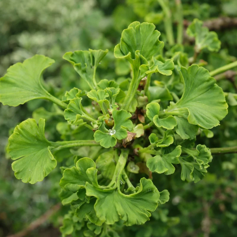 Ginkgo nain ‘Mariken’ ( Ginkgo biloba ‘Mariken’)