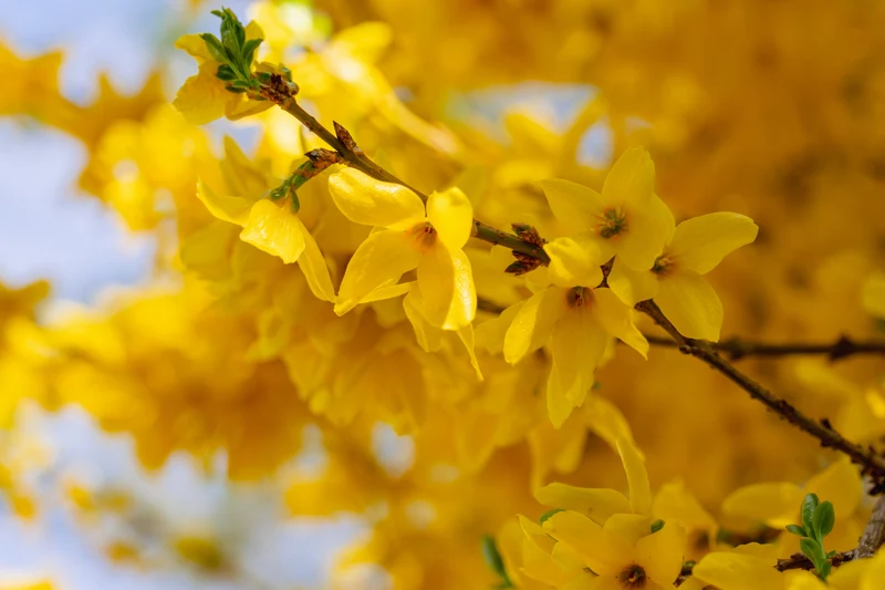 Forsythia ‘Northern Gold’ ( Forsythia ‘Northern Gold’)