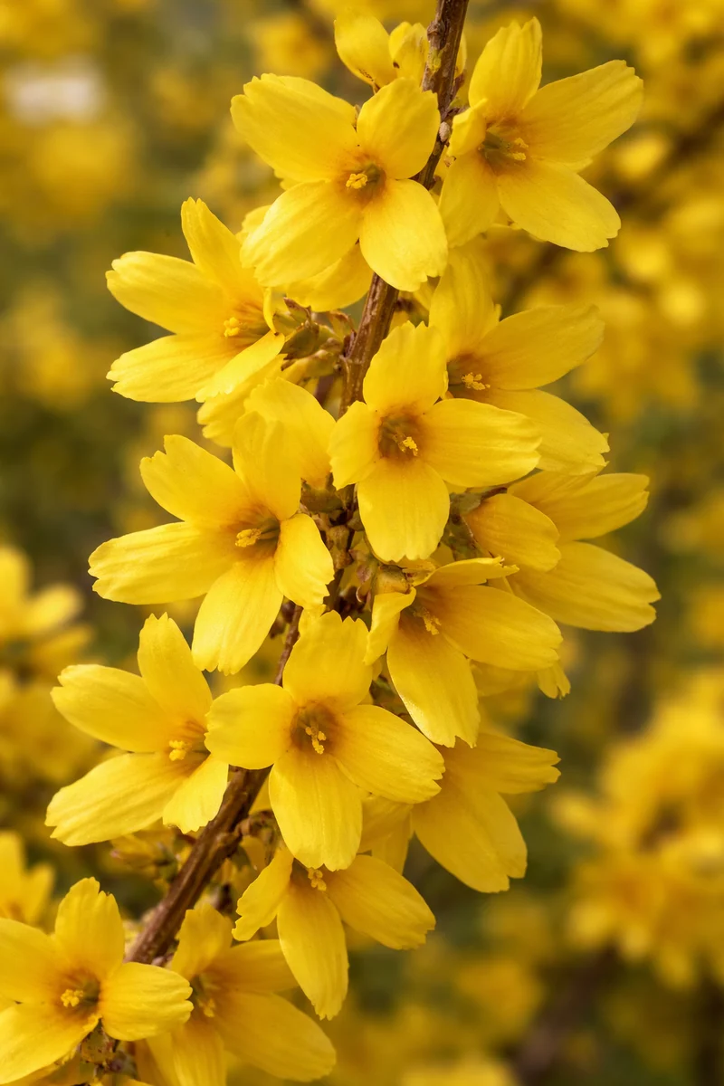 Forsythia ‘Magical Gold’ ( Forsythia ‘Magical Gold’)
