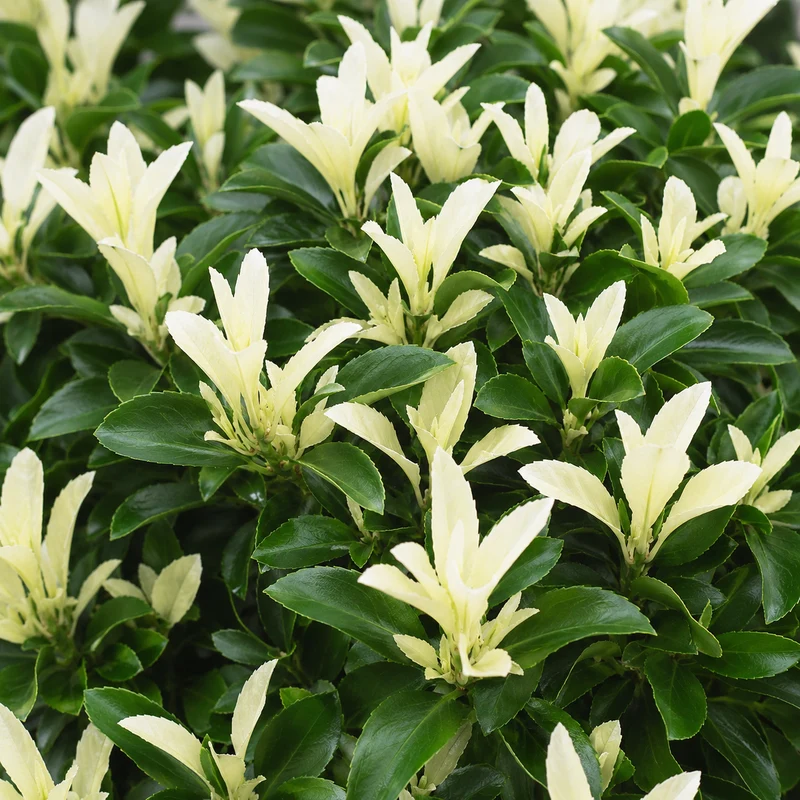 Fusain du Japon ‘Paloma Blanca’ ( Euonymus japonicus ‘Paloma Blanca’)