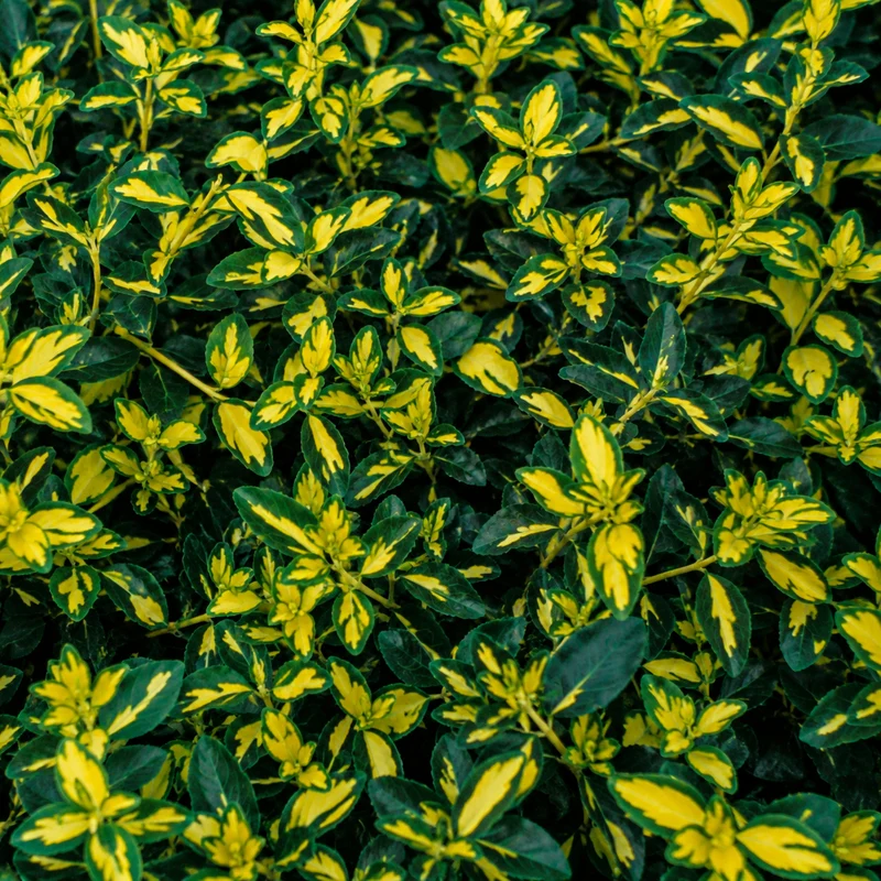 Fusain rampant ‘Surespot’ ( Euonymus fortunei ‘Surespot’)