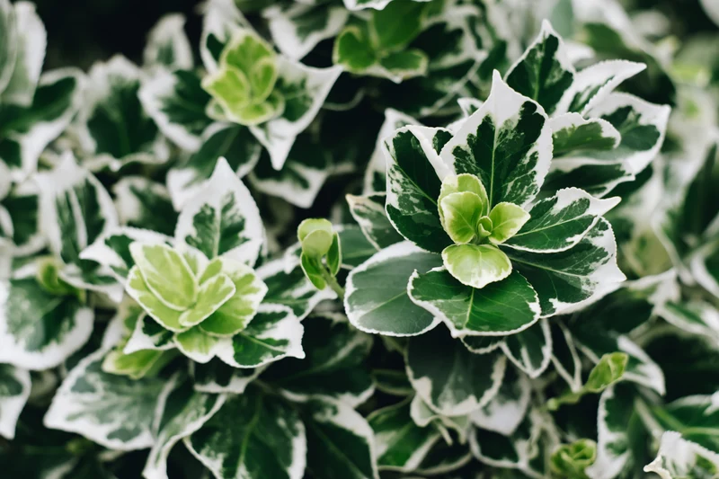 Fusain rampant ‘Emerald Gaiety’ ( Euonymus fortunei ‘Emerald Gaiety’)