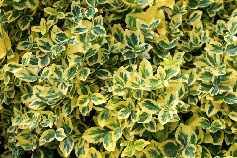 Fusain rampant ‘Country Gold’ ( Euonymus fortunei ‘Country Gold’)