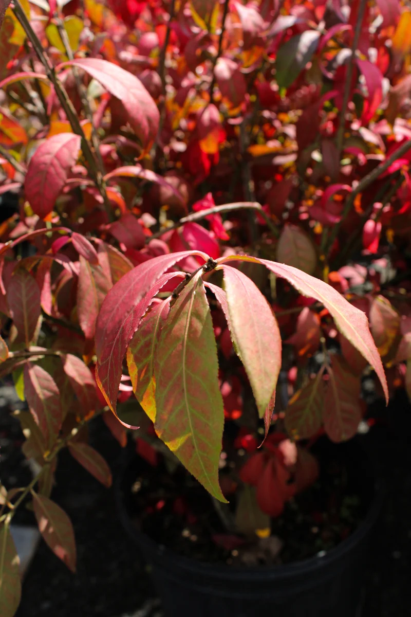 Fusain ailé ‘Little Moses’ ( Euonymus alatus ‘Little Moses’)