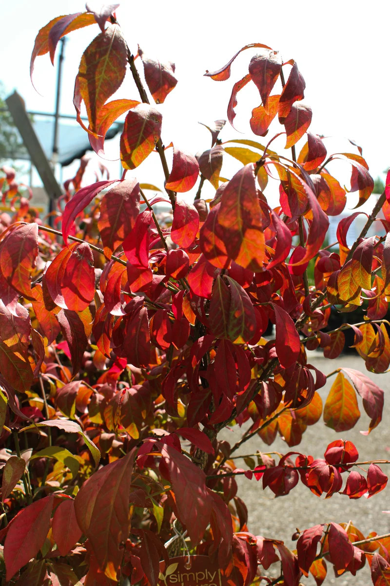 Fusain ailé ‘Little Moses’ ( Euonymus alatus ‘Little Moses’)