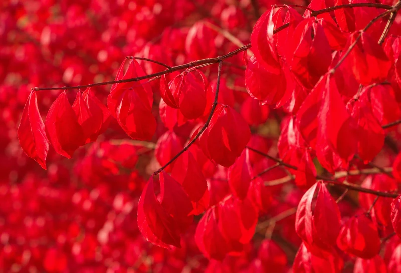 Fusain ailé nain ‘Compactus’ ( Euonymus alatus ‘Compactus’)