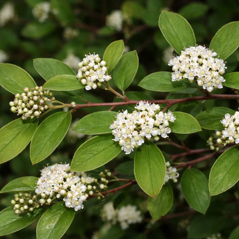 Cotonéaster à feuilles pointues ( Cotoneaster acutifolia )
