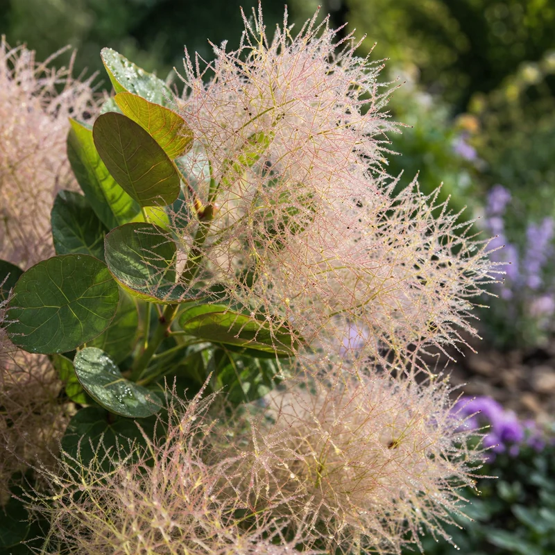 Arbre à perruques ‘Young Lady’ ( Cotinus coggygria ‘Young Lady’)