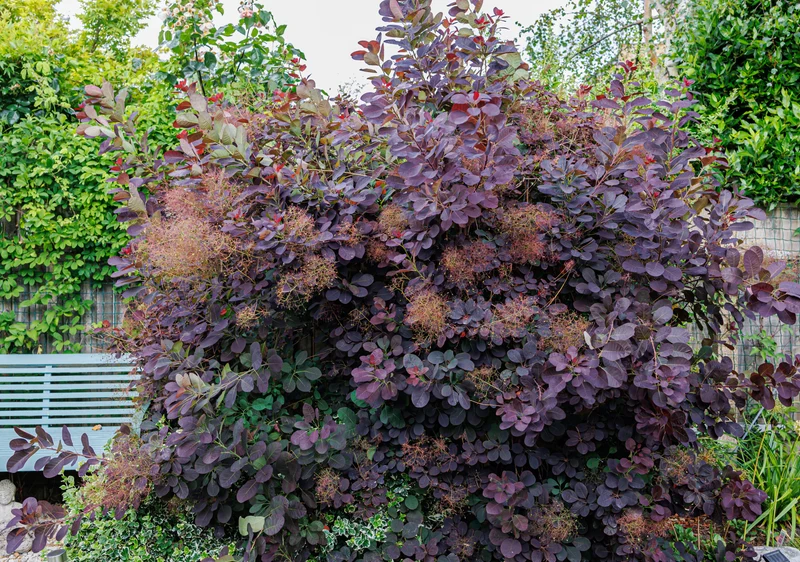Arbre à perruques ‘Royal Purple’ ( Cotinus coggygria ‘Royal Purple’)
