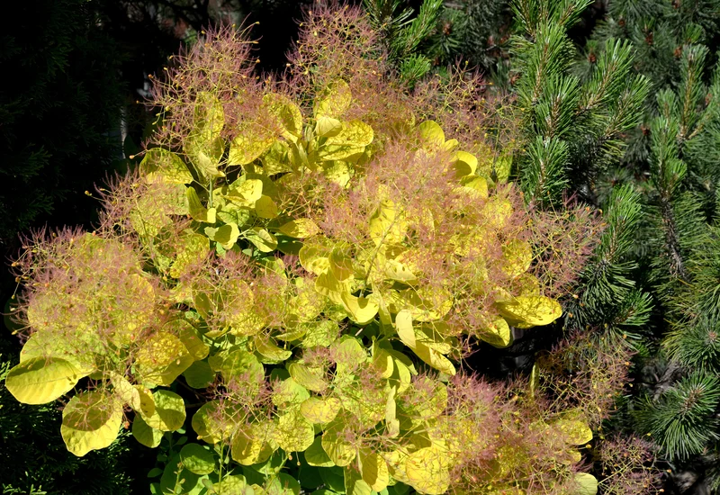 Arbre à perruques ‘Golden Spirit’ ( Cotinus coggygria ‘Golden Spirit’)