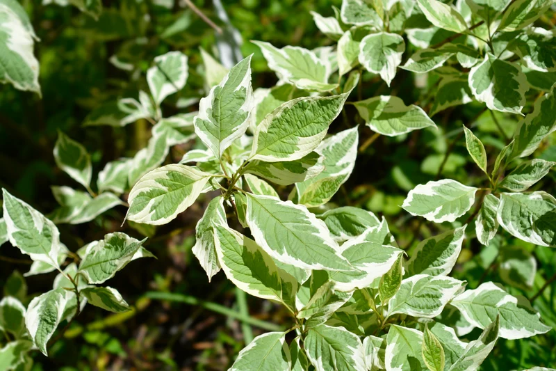 Cornouiller stolonifère ‘Silver and Gold’ ( Cornus sericea ‘Silver and Gold’)