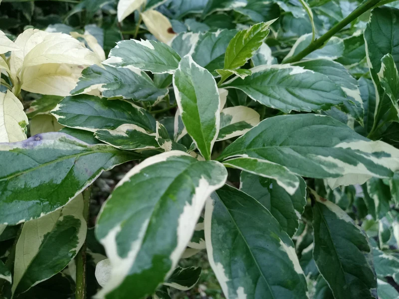 Cornouiller ‘Sibirica’ ( Cornus alba ‘Sibirica’)