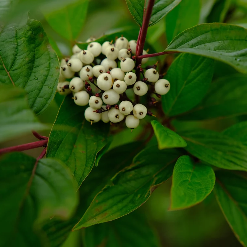 Cornouiller ‘Sibirica’ ( Cornus alba ‘Sibirica’)