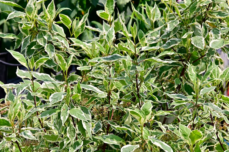 Cornouiller panaché ‘Ivory Halo’ ( Cornus alba ‘Ivory Halo’)