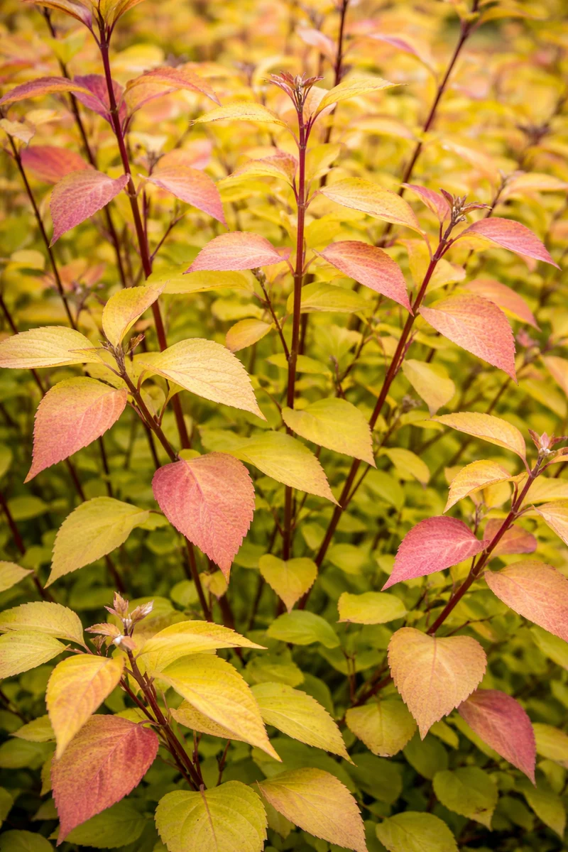 Cornouiller blanc ‘Golden Prairie Fire’ ( Cornus alba ‘Golden Prairie Fire’)