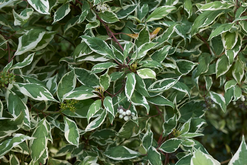 Cornouiller panaché ‘Elegantissima’ ( Cornus alba ‘Elegantissima’)
