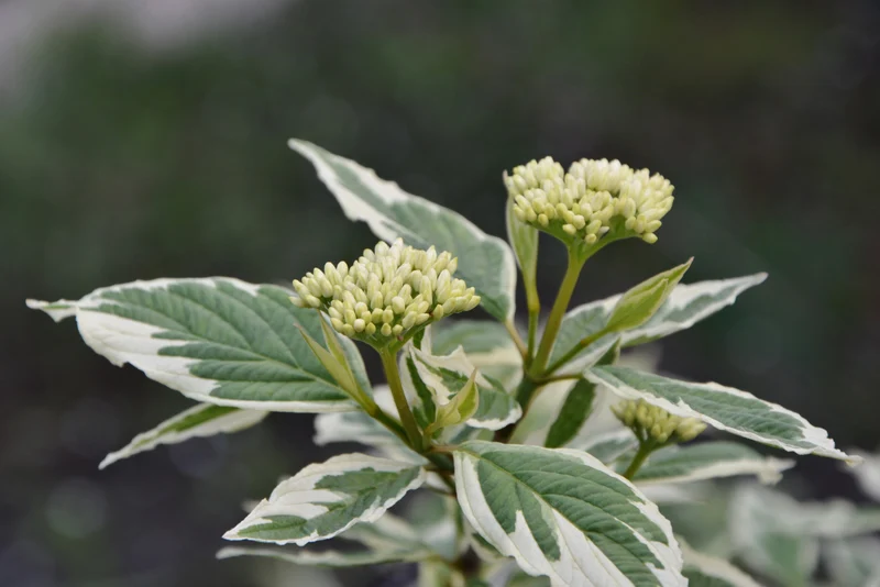Cornouiller panaché ‘Elegantissima’ ( Cornus alba ‘Elegantissima’)