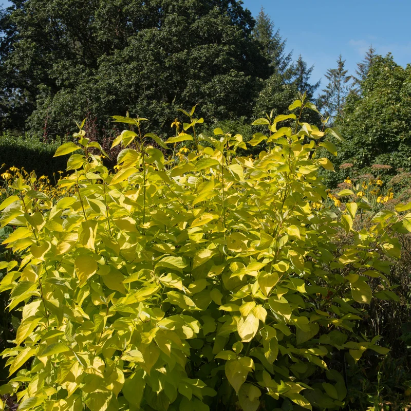 Cornouiller blanc ‘Aurea’ ( Cornus alba ‘Aurea’)