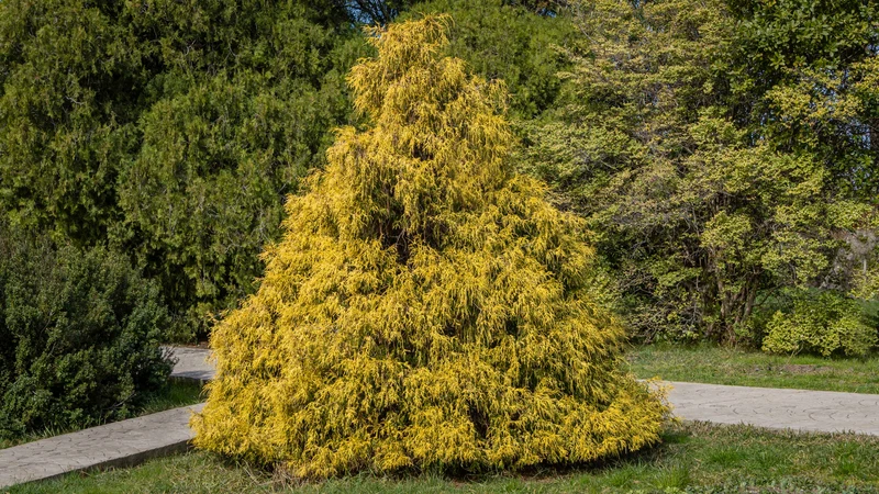 Faux cyprès ‘Golden Mop’ ( Chamaecyparis pisifera ‘Golden Mop’)