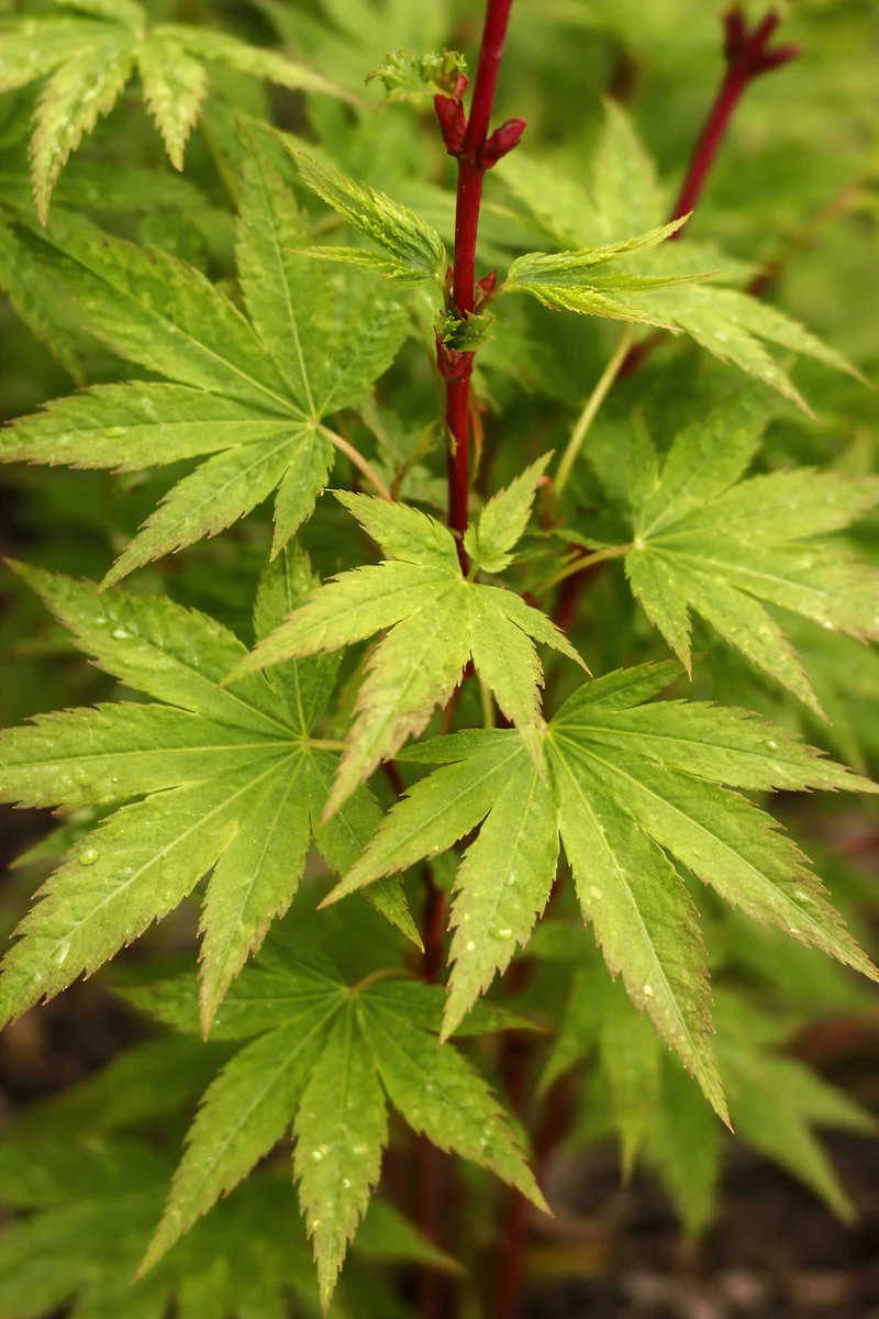 Érable du Japon ‘Little Sango’ ( Acer palmatum ‘Little Sango’)
