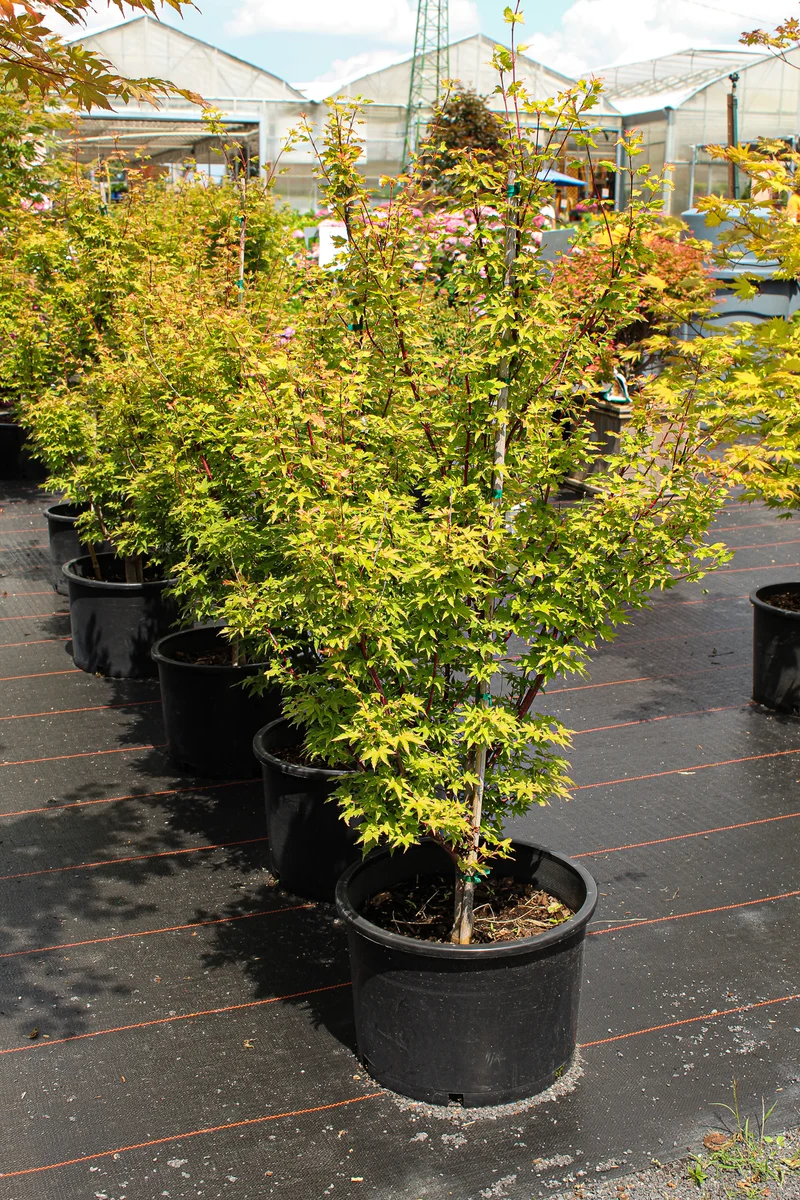 Érable du Japon ‘Little Sango’ ( Acer palmatum ‘Little Sango’)