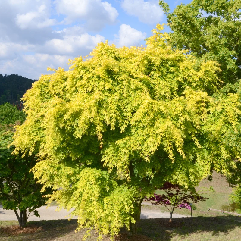 Érable du Japon ‘Katsura’ ( Acer palmatum ‘Katsura’)