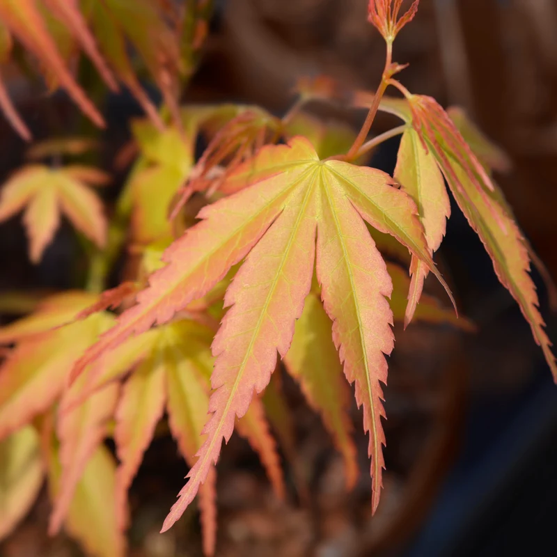 Érable du Japon ‘Katsura’ ( Acer palmatum ‘Katsura’)