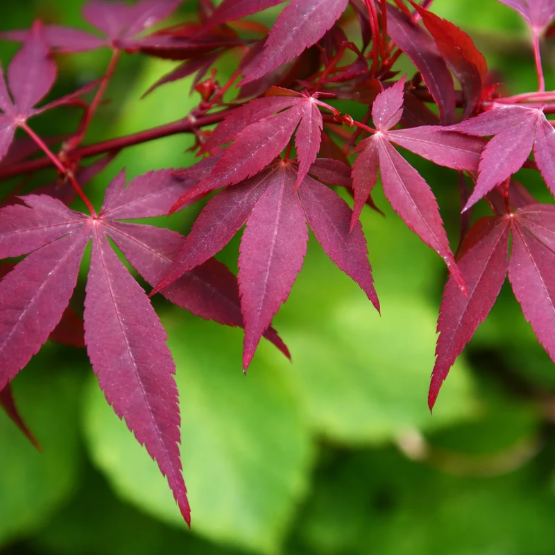 Érable du Japon ‘Hime Shojo’ ( Acer palmatum ‘Hime Shojo’)