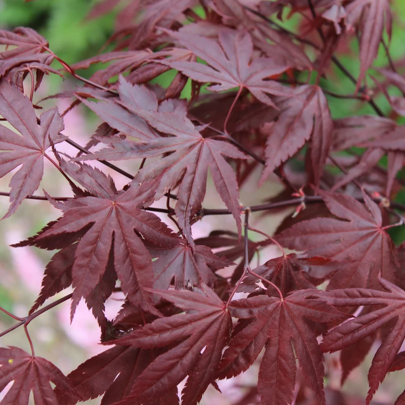 Érable du Japon ‘Fireglow’ ( Acer palmatum ‘Fireglow’)