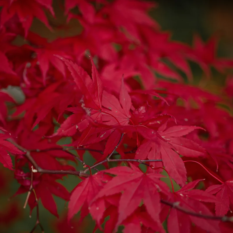 Érable du Japon ‘Fireglow’ ( Acer palmatum ‘Fireglow’)