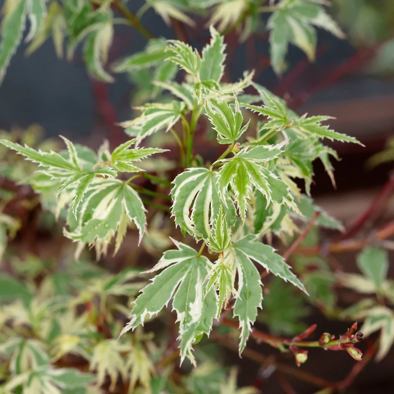 Érable du Japon ‘Butterfly’ ( Acer palmatum ‘Butterfly’)