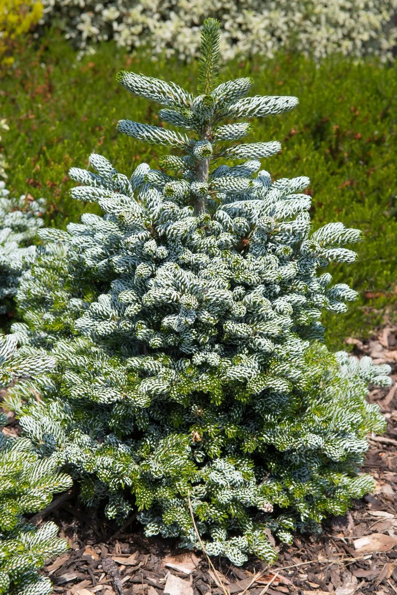 Sapin de Corée ‘Ice Breaker’ ( Abies koreana ‘Ice Breaker’)