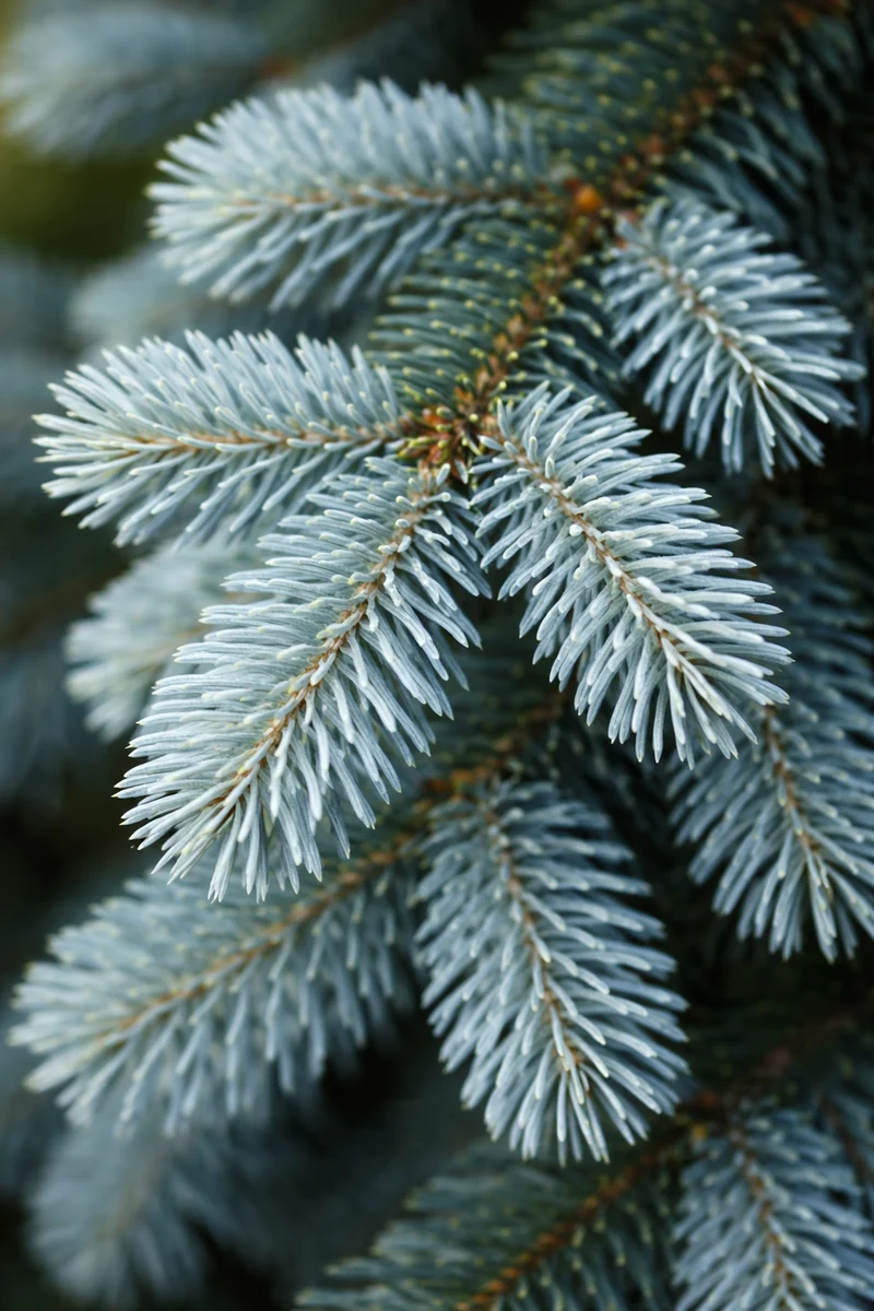Sapin baumier ‘Tyler Blue’ ( Abies balsamea ‘Tyler Blue’)