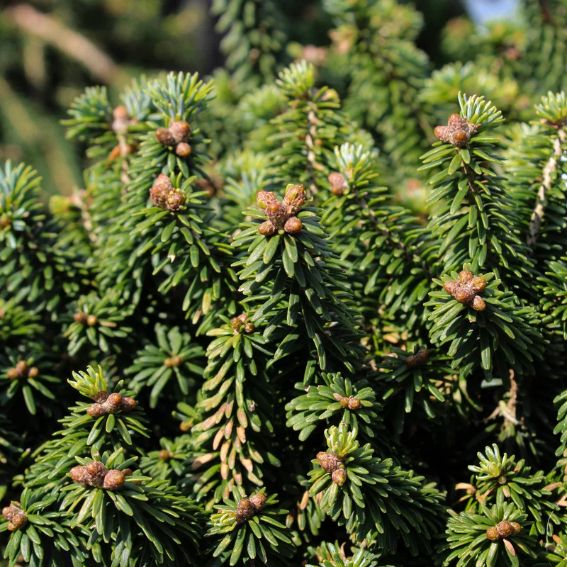 Sapin baumier ‘Piccolo’ ( Abies balsamea ‘Piccolo’)