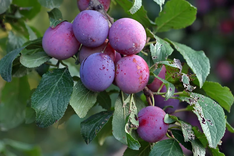 Prunus domestica 'Burbank'