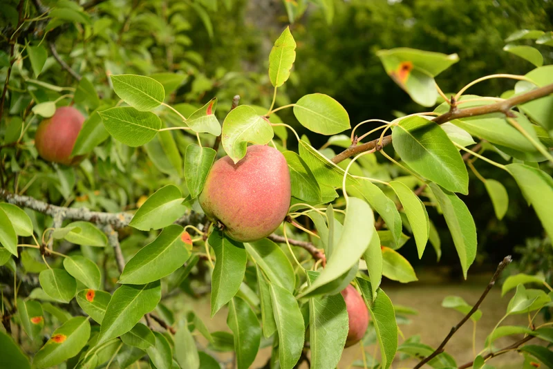 Poirier ‘Flemish Beauty’ ( Pyrus communis ‘Flemish Beauty’)