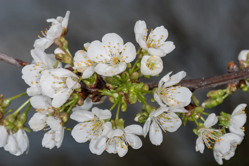 Prunus avium 'Bing'