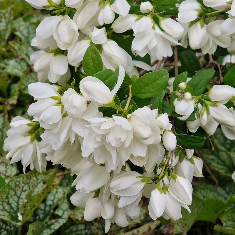 Seringat ‘Snowbelle’ ( Philadelphus ‘Snowbelle’)