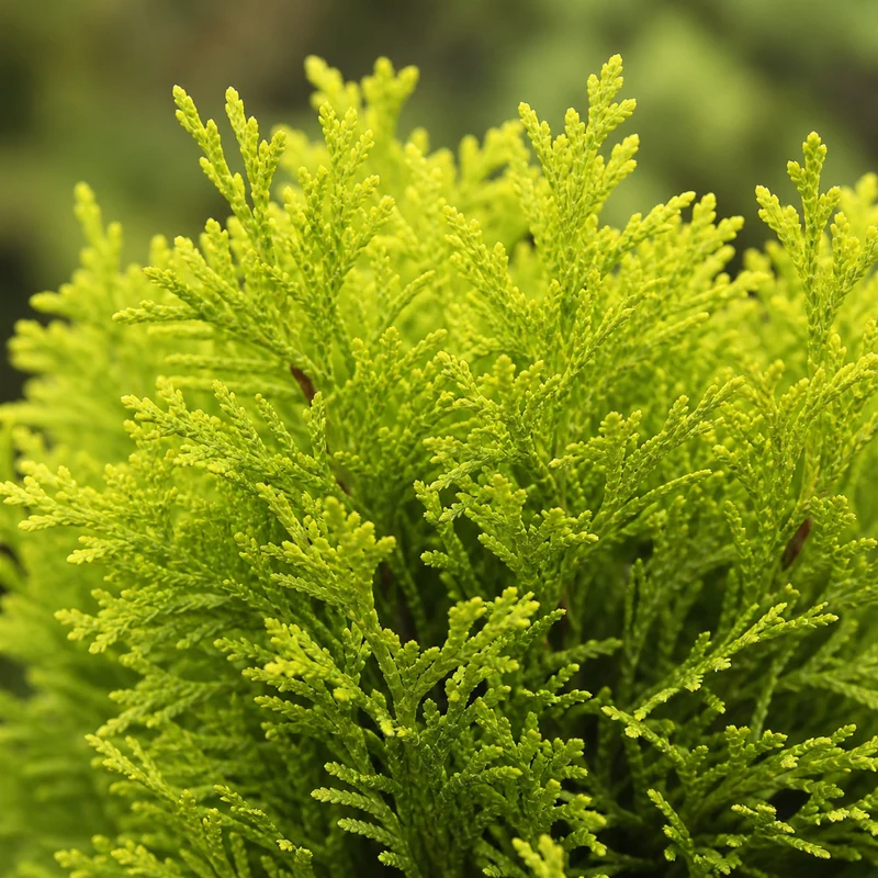 Cèdre ‘Jantar’ ( Thuja occidentalis ‘Jantar’)