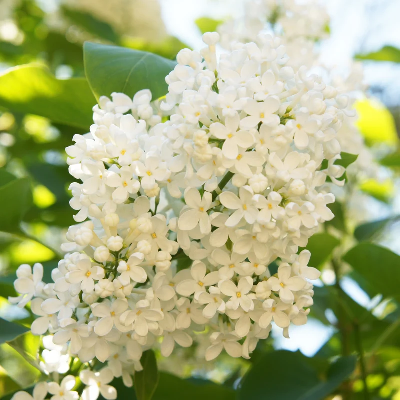 Lilas japonais ‘Ivory Silk’ ( Syringa reticulata ‘Ivory Silk’)