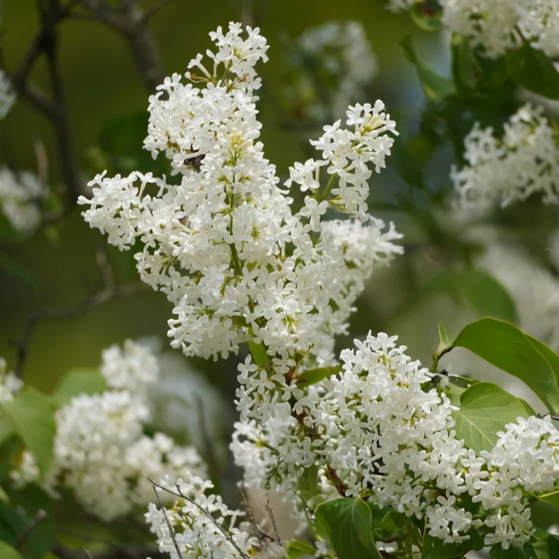 Lilas japonais ‘Ivory Silk’ ( Syringa reticulata ‘Ivory Silk’)